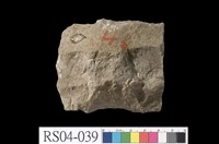 藏品(圓片蟲石灰岩)的圖片